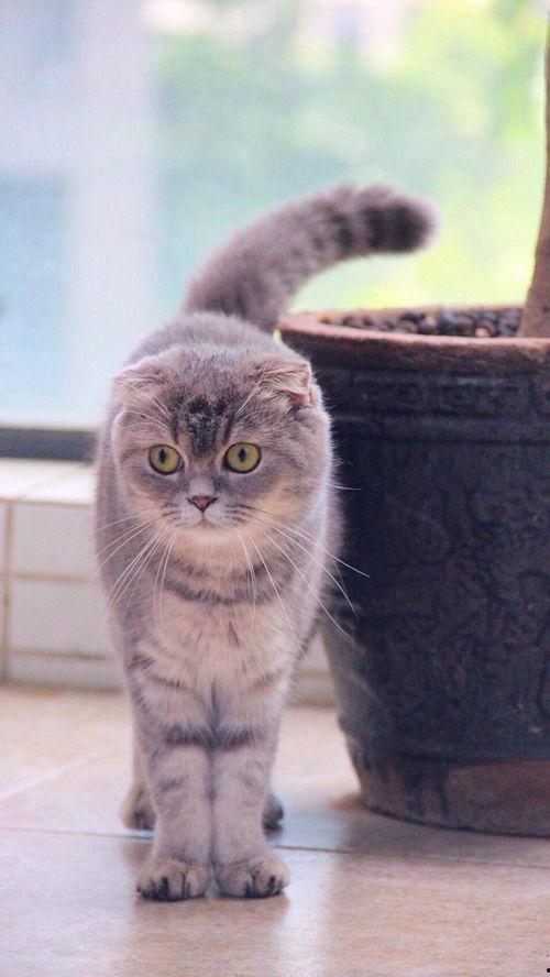 娱乐吃瓜君和折耳猫,揭秘娱乐圈的萌宠故事